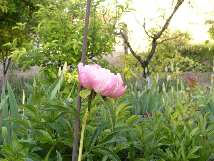 Paeonia choral charm - Plante de gradina