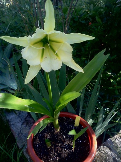 trebuia sa fie festalis - Hymenocallis Sulphur Queen