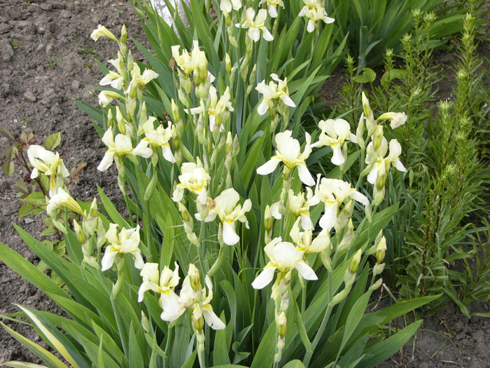 P1170387 - Plante de gradina