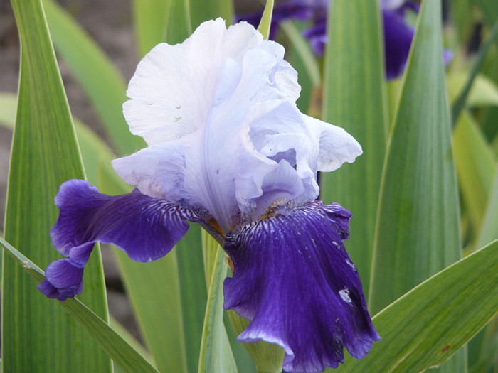 P1170390 - Plante de gradina