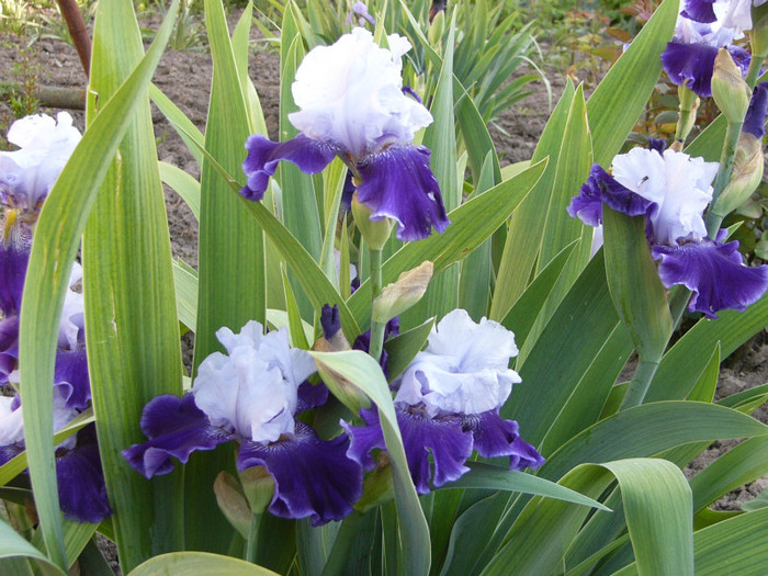 P1170391 - Plante de gradina