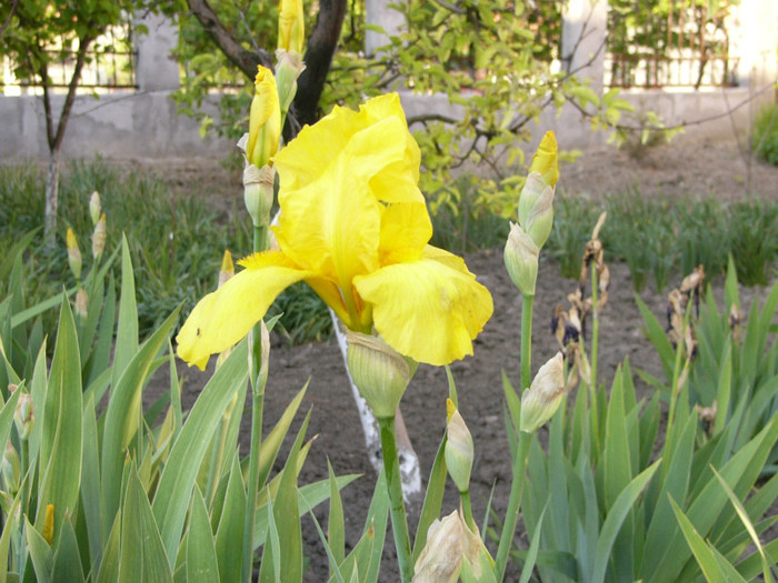 P1170392 - Plante de gradina