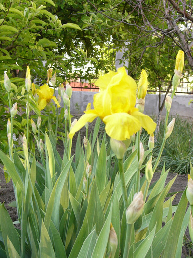 P1170393 - Plante de gradina