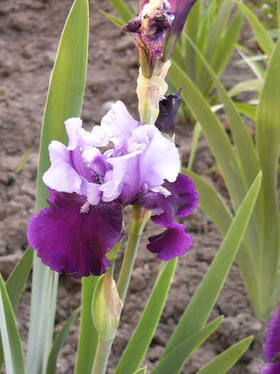 P1170412 - Plante de gradina