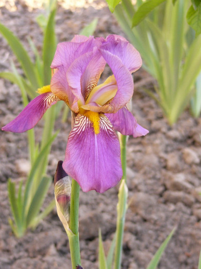 P1170417 - Plante de gradina