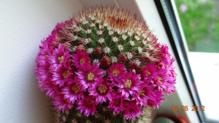 Mammillaria backegergiana          (si mai multe flori deschise) - Inflorite IN 2012 IN 2016