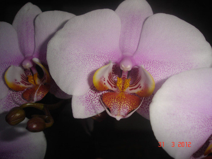 DSC04184 - Orhidee