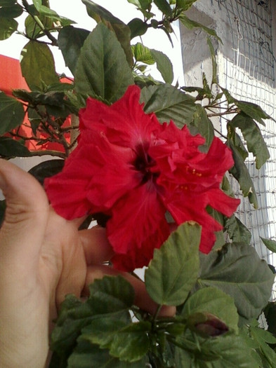 10 mai 2012-flori 006