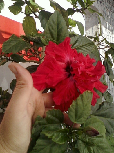 10 mai 2012-flori 007