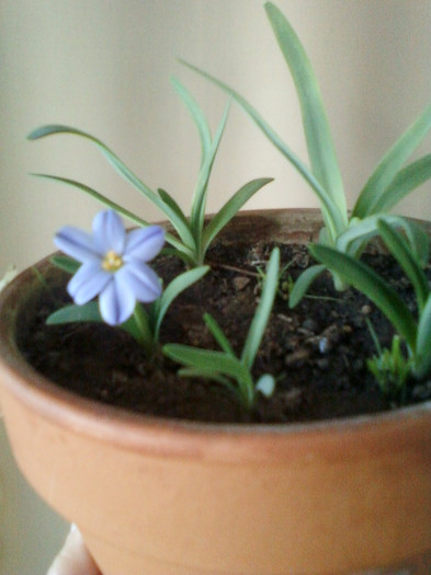 ipheion Rolf Fiedler - mai 2012