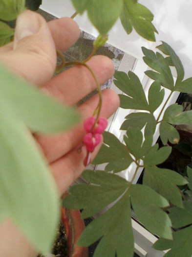 10 mai 2012-flori 010