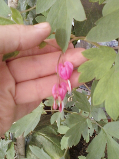 10 mai 2012-flori 009
