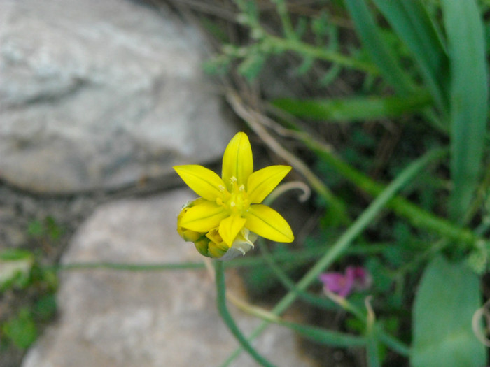 DSCN2706 - Flori de primavara