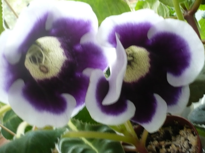 11.05.2012 - zzz-GLOXINIA 2012-iesite din colectie