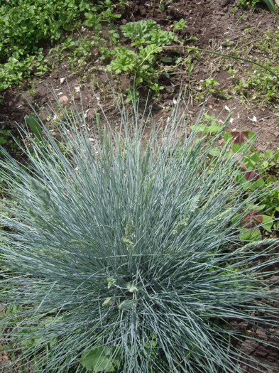 IMGP1728 - Flori 2012