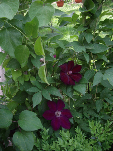 IMGP1729 - Flori 2012