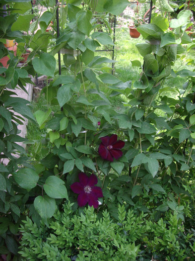 IMGP1730 - Flori 2012