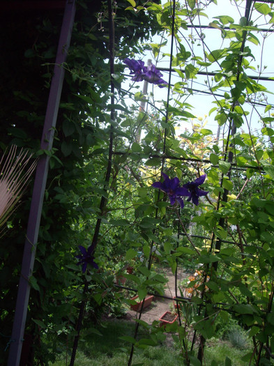 IMGP1732 - Flori 2012