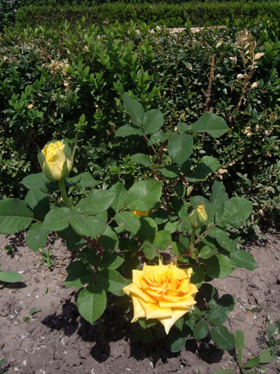 IMGP1742 - Flori 2012