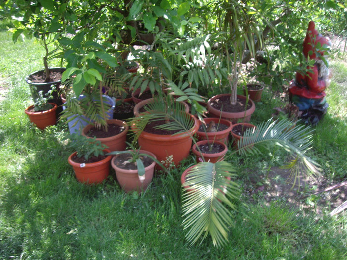 IMGP1814 - Flori 2012