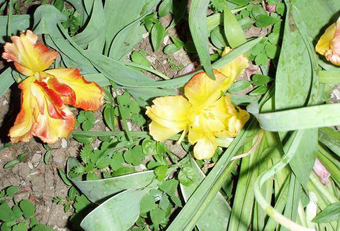 ultimele lalele 2012