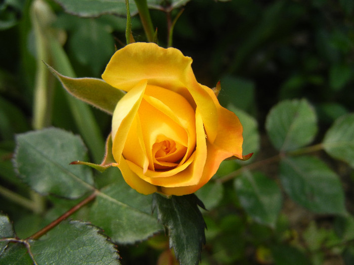 Yellow Miniature Rose (2012, May 11) - Miniature Rose Yellow
