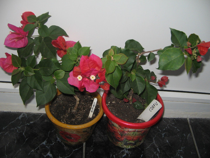 IMG_0633 - bougainvillea 2012