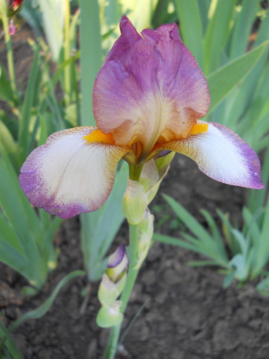 pumila