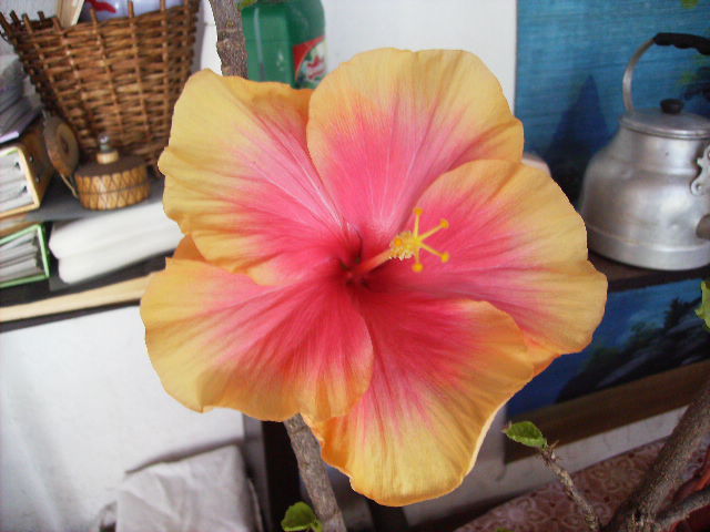 hibiscus - flori de mai 2012