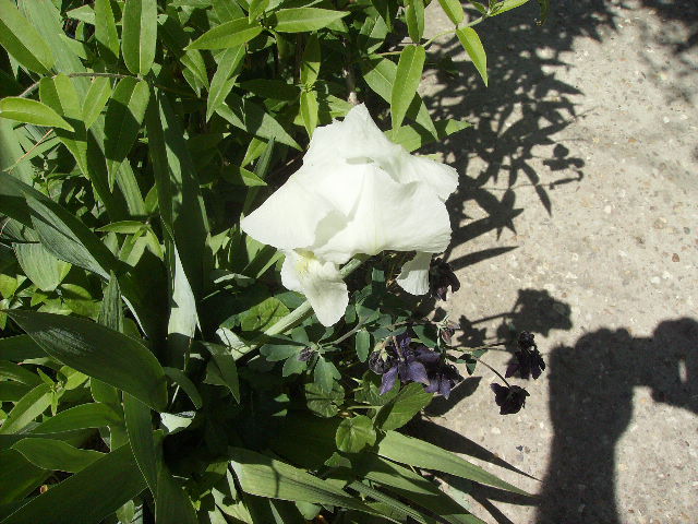 iris - flori de mai 2012