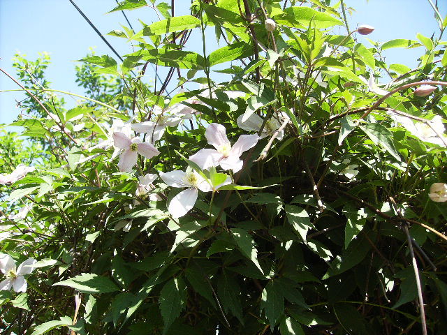 clematis viticela