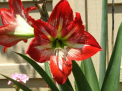 Amaryllis 1 - Multumesc_Cornelia79