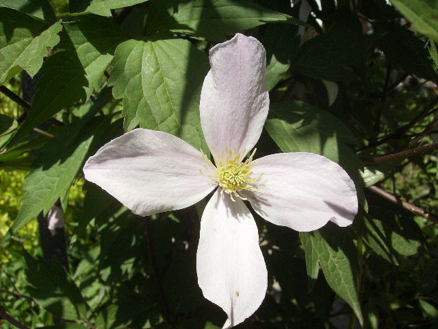 floare de clematis - flori de mai 2012