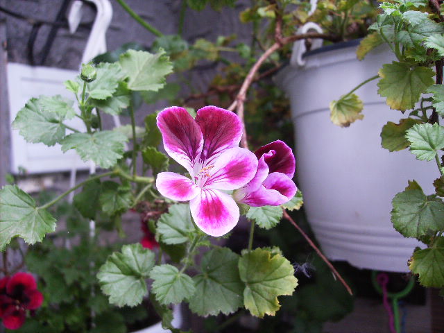 muscata - flori de mai 2012