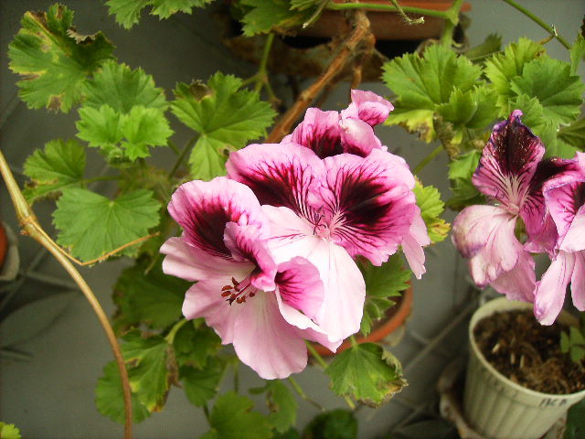 muscata englezeasca - flori de mai 2012