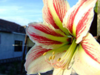 Amaryllis