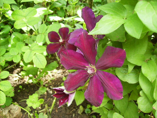 clematis - flori de mai 2012