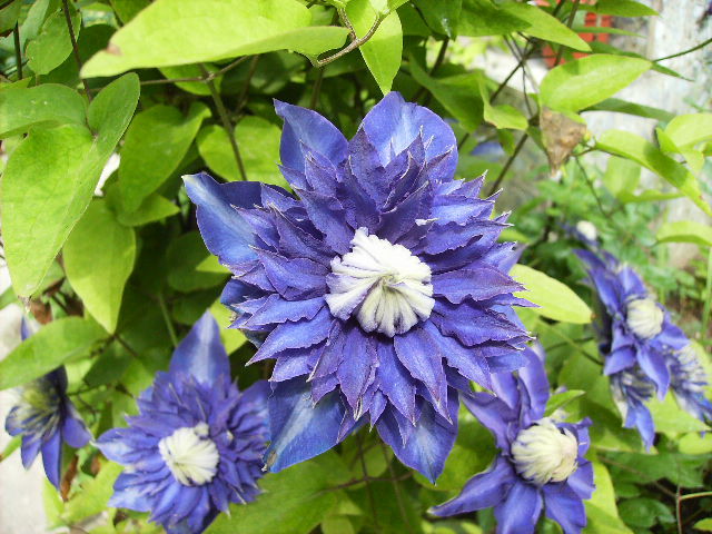 clematis - flori de mai 2012