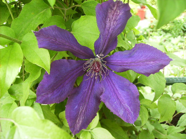 clematis - flori de mai 2012