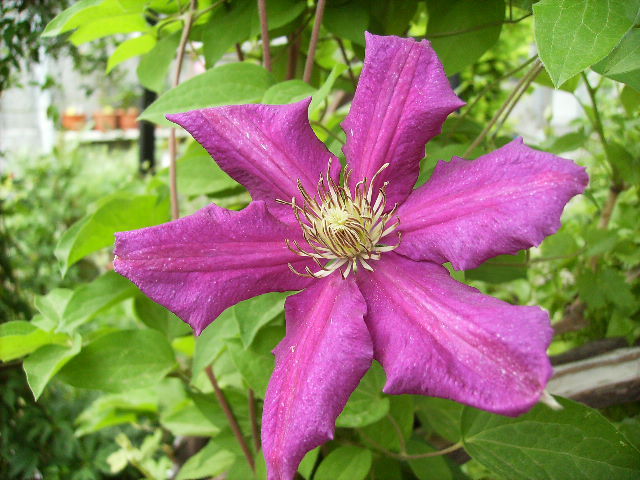 clematis - flori de mai 2012