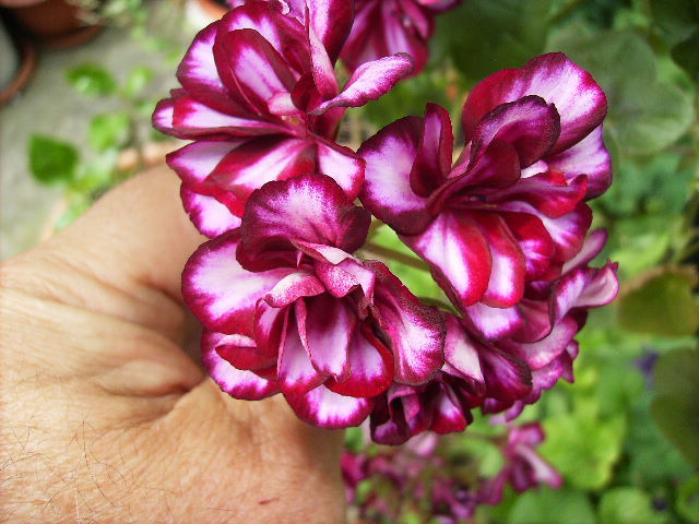 muscata curgatoare - flori de mai 2012 -2