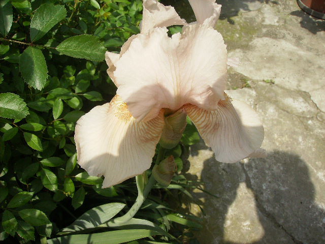 iris