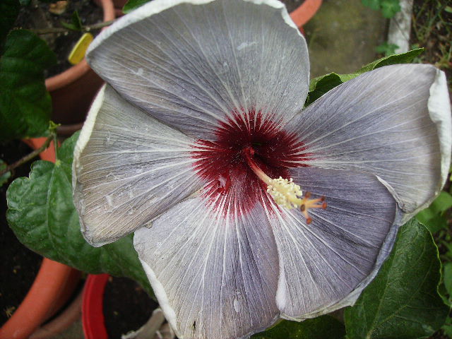 hibiscus - flori de mai 2012 -2