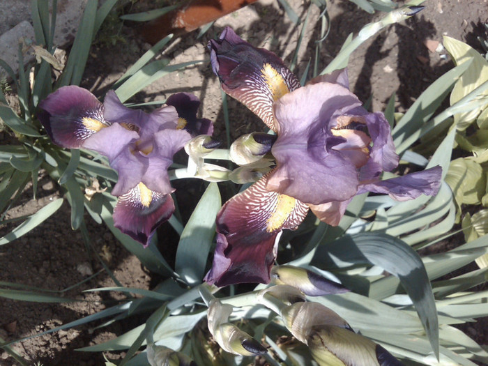 iris - gradina - 2012