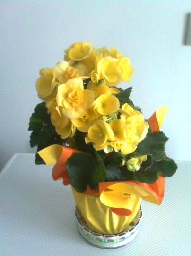 floarea mea galbena - trandafiri NOU