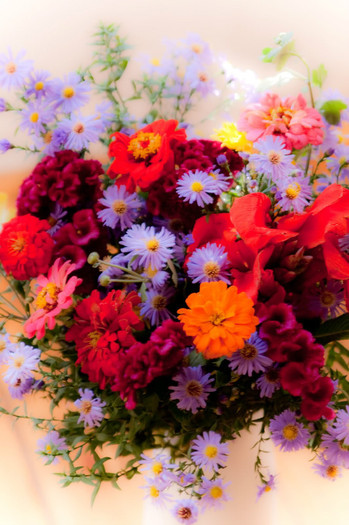 florii - trandafiri NOU