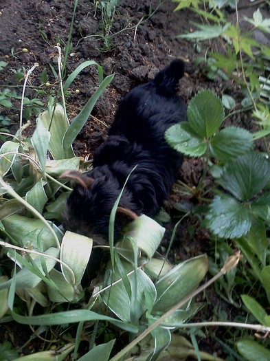 terrier adevarat...