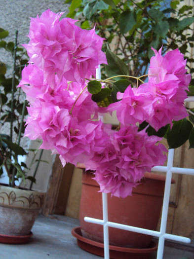 pagoda pink - Bougainvillea- un nou sezon