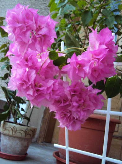 in toata splendoarea ei - Bougainvillea- un nou sezon