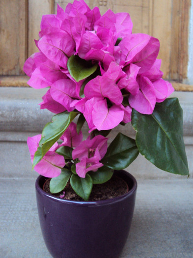  - Bougainvillea- un nou sezon
